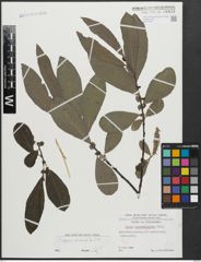 Foto von Salix appendiculata Vill.